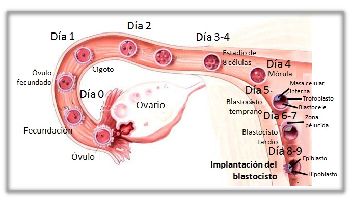 semana 3