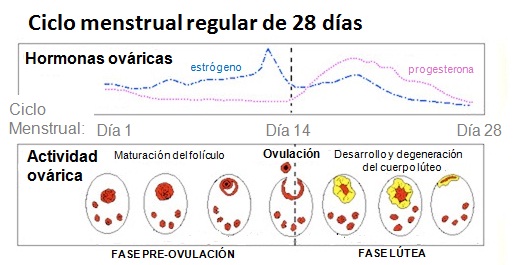 calcular dias mas fertiles de la mujer