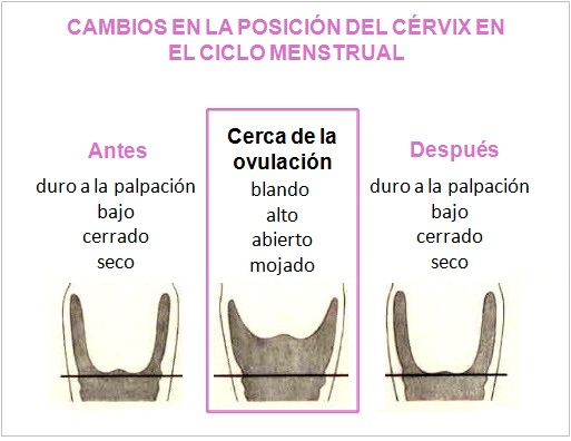 posicion cervix EyF