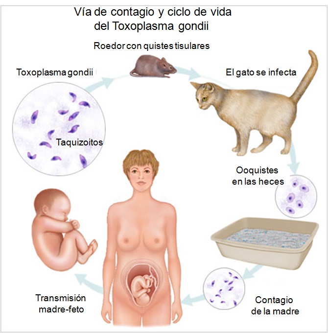 toxoplasmosis_Vía de contagio y ciclo de vida de toxoplasma