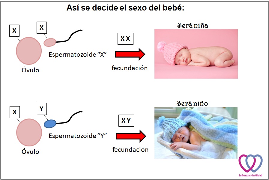como se determina el sexo del bebé_EyF