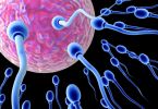 unión del ovulo y el espermatozoide