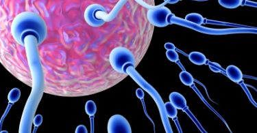 unión del ovulo y el espermatozoide