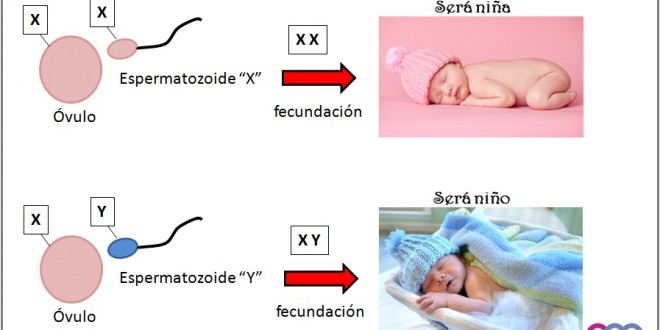 quien determina el sexo del bebe