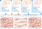 Versión simple del Moco cervical o método Billings