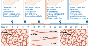 Versión simple del Moco cervical o método Billings