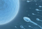 ¿Cuánto tiempo viven los espermatozoides?