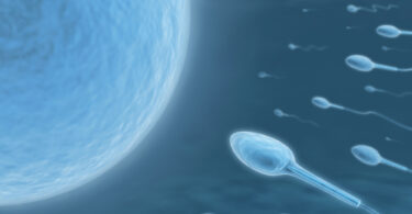 espermatozoides