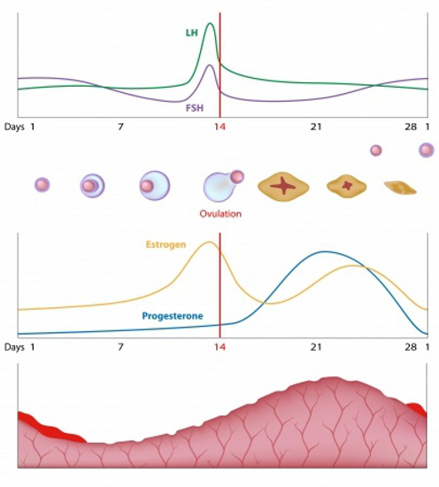 fase proliferativa ciclo endometrial