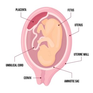 Placenta fundica