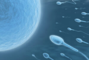 ¿Cuánto tiempo viven los espermatozoides?