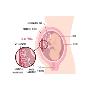 Cómo respira el feto en el vientre de la madre